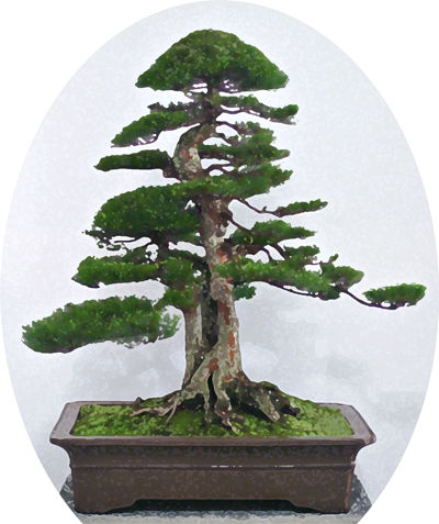 Bonsai%20Purto%20Rico%20-%20Pedro%20Morales%20copy.png