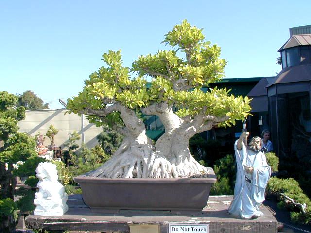 Bonsai%2016.jpg